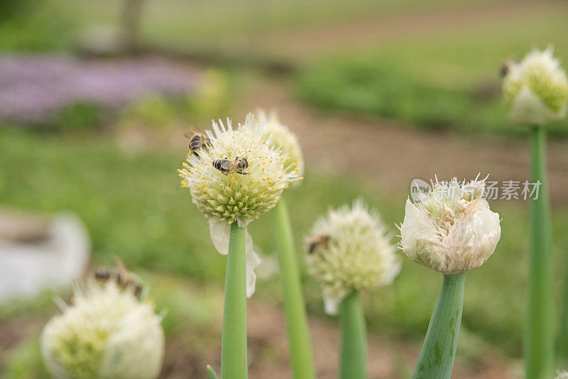 采食威尔士洋葱(Allium fistulosum)花头的蜜蜂